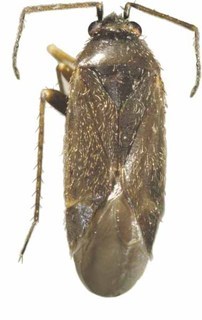 Plagiognathus laricicola, AMNH PBI00101881
