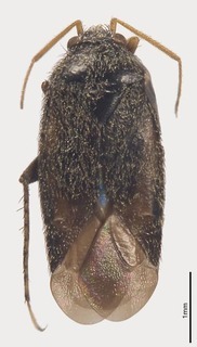 Pseudosthenarus alboantennatus, AMNH PBI00326701