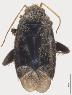 Pseudosthenarus alboantennatus, AMNH PBI00326812