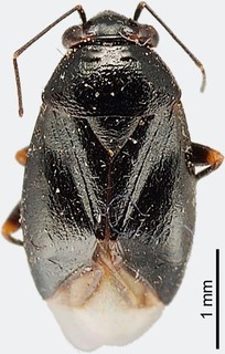 Scalponotatus maturus, AMNH PBI00111396