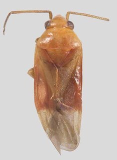 Melaleucoides akaina, AMNH PBI00372340