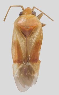 Melaleucoides akaina, AMNH PBI00372345