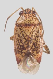 Melaleucoides beaufortiae, AMNH PBI00371069