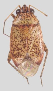 Melaleucoides beaufortiae, AMNH PBI00371097