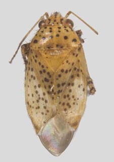 Melaleucoides micranthae, AMNH PBI00372265