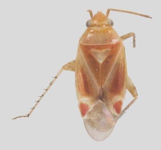 Melaleucoides ozzii, AMNH PBI00371239