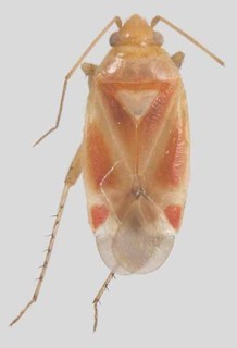 Melaleucoides ozzii, AMNH PBI00371242