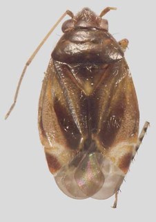 Melaleucoides raphiophyllae, AMNH PBI00372298