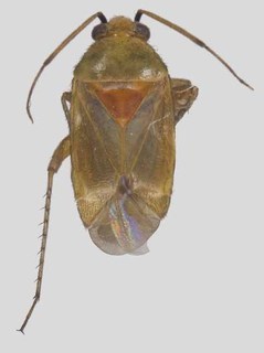 Melaleucoides sheathianae, AMNH PBI00371554