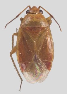 Melaleucoides systenae, AMNH PBI00368629