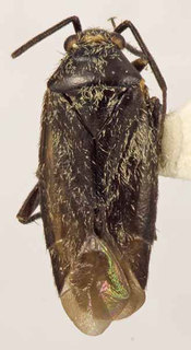 Oligotylus pluto, AMNH PBI00370065