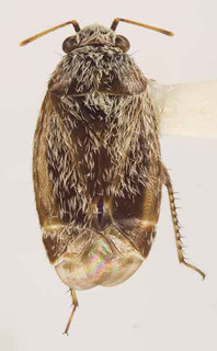 Oligotylus yavapaiensis, AMNH PBI00370073