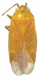 Plagiognathus vitellinus, AMNH PBI00370100