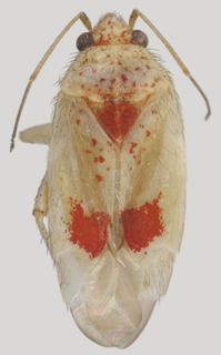 Wallabicoris spyridii, AMNH PBI00129972