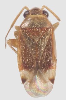 Xiphoidellus dumosus, AMNH PBI00091245