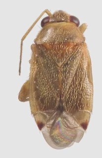 Xiphoidellus dumosus, AMNH PBI00091269