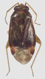 Xiphoidellus gilvus, AMNH PBI00087929