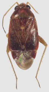 Xiphoidellus gilvus, AMNH PBI00087953