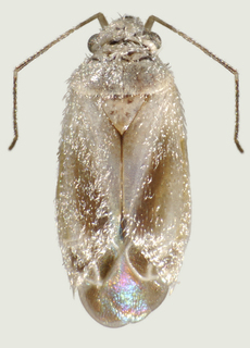 Pseudopsallus greggii, AMNH ENT00021886