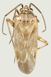 Pseudopsallus tiquiliae, AMNH ENT00021887