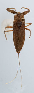 Laccotrephes niala, AMNH ENT00024213