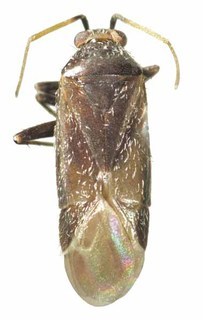 Plagiognathus amorphae, AMNH ENT00033736