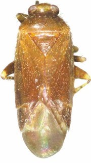 Plagiognathus cornicola, AMNH ENT00033733