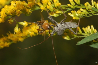 Arilus cristatus, Wheel Bug, feeding on Apis mellifera, European Honey Bee