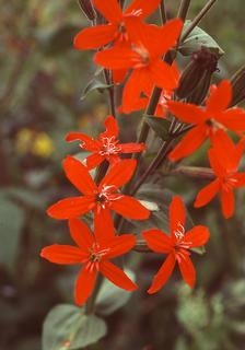 Silene regia, Flower
