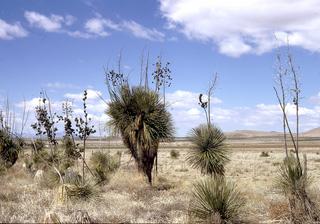 Yucca elata, Whole tree