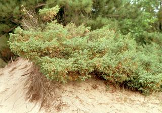 Juniperus communis, Whole tree