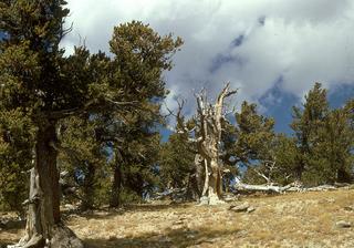 Pinus aristata, Whole tree