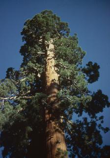 Sequoiadendron giganteum, Whole tree