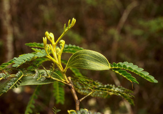 Acacia koa, leaf - showing orientation on twig