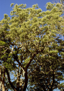 Acacia koa, whole tree or vine - general