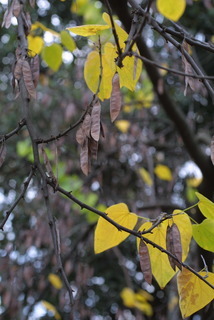 Cercis canadensis, fruit - as borne on the plant