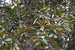 Magnolia grandiflora, fruit - as borne on the plant