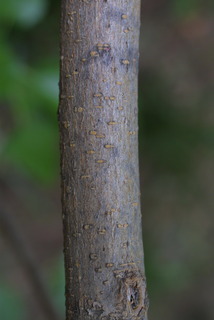 Morus alba, bark - of a small tree or small branch
