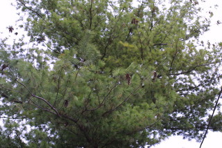 Pinus strobus, cone - female - mature open