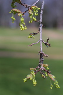 Acer saccharum, inflorescence - whole - male
