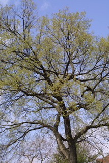 Acer saccharum, whole tree or vine - general