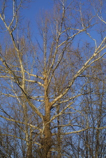 Platanus occidentalis, whole tree or vine - winter