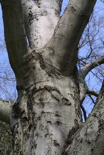 Celtis laevigata, bark - of a large tree