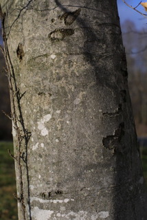 Fagus grandifolia, bark - of a large tree