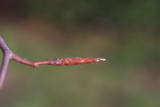 Fagus grandifolia, twig - close-up winter terminal bud