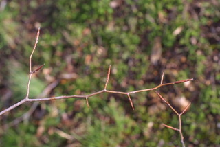 Fagus grandifolia, twig - winter overall
