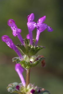 Lamium amplexicaule, inflorescence - lateral view of flower