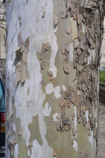 Platanus occidentalis, bark - of a large tree