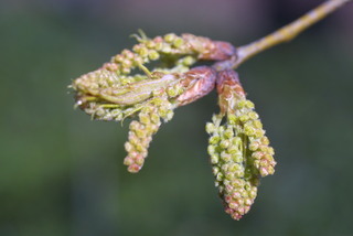 Quercus phellos, inflorescence - whole - male