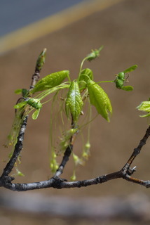 Acer saccharum, fruit - immature